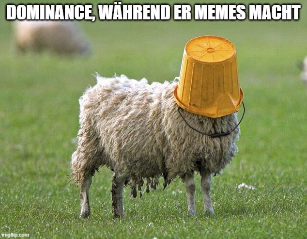 stupid sheep | DOMINANCE, WÄHREND ER MEMES MACHT | image tagged in stupid sheep | made w/ Imgflip meme maker