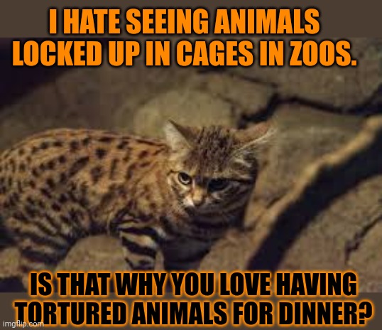 This #lolcat wonders what hoo-mans really think of other animals | I HATE SEEING ANIMALS
LOCKED UP IN CAGES IN ZOOS. IS THAT WHY YOU LOVE HAVING TORTURED ANIMALS FOR DINNER? | image tagged in animal rights,zoo,lolcat,hypocrisy,think about it | made w/ Imgflip meme maker