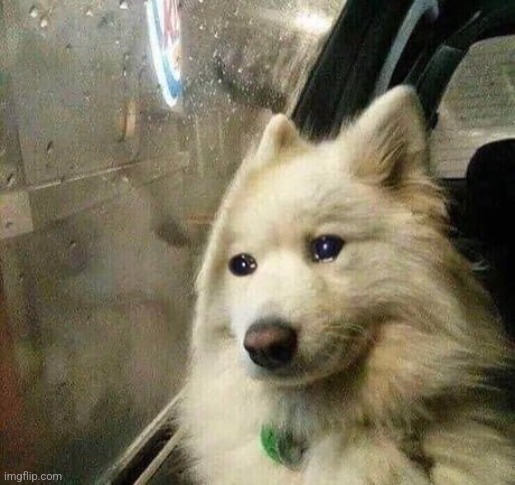 Sad dog | image tagged in sad dog | made w/ Imgflip meme maker