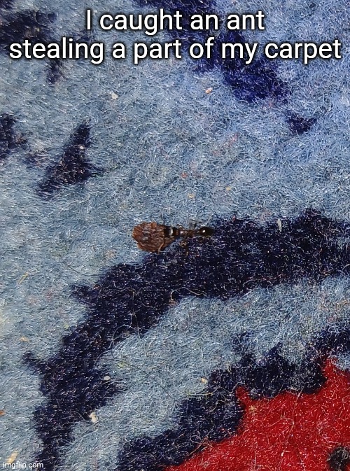 I caught an ant stealing a part of my carpet | made w/ Imgflip meme maker
