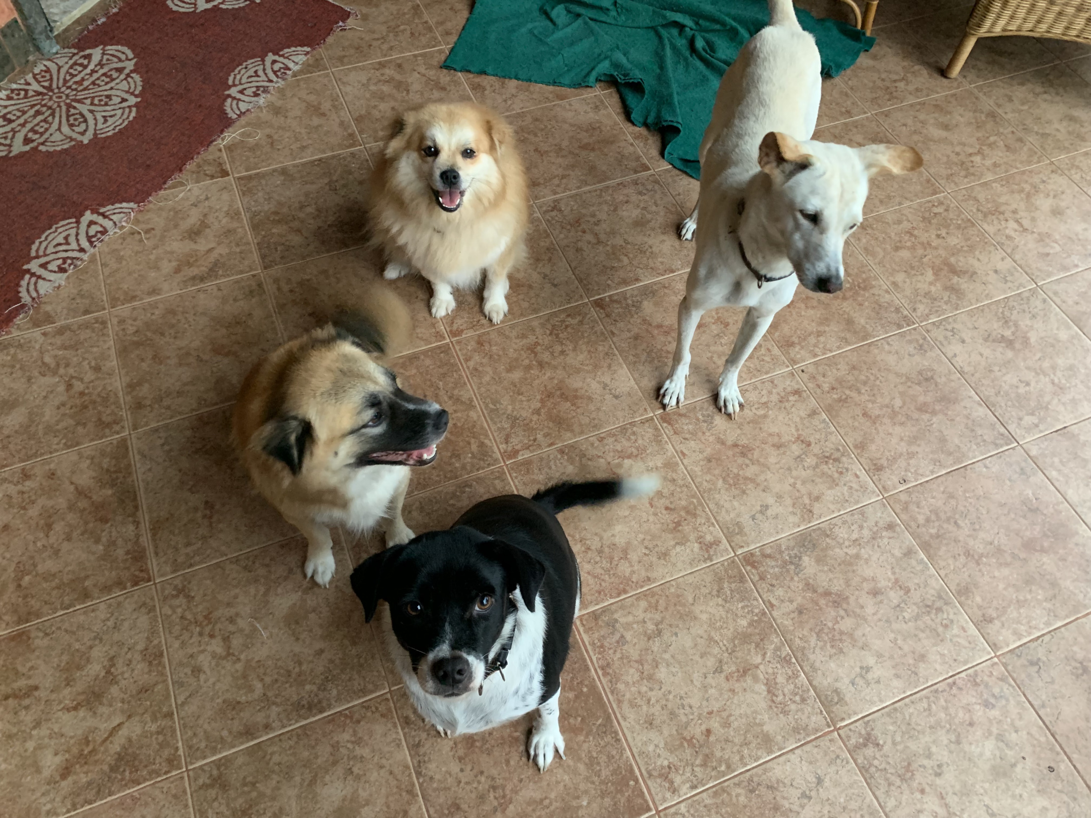 My 3 Musketeers Blank Meme Template