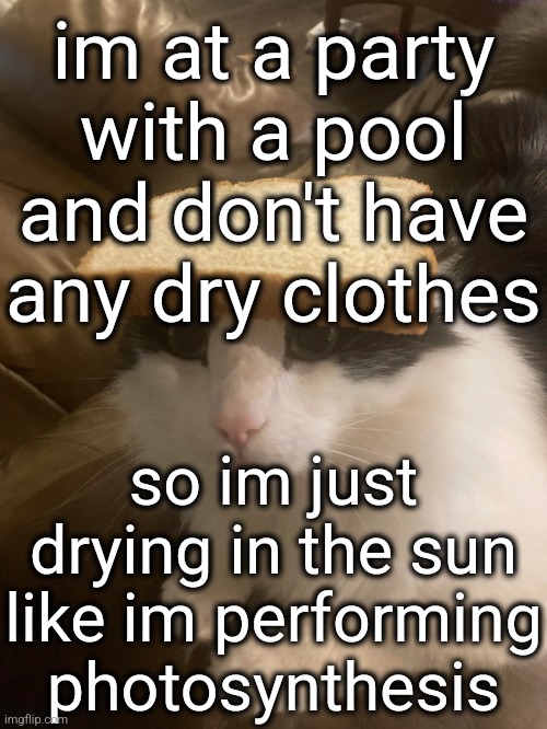 bread cat | im at a party with a pool and don't have any dry clothes; so im just drying in the sun like im performing photosynthesis | image tagged in bread cat | made w/ Imgflip meme maker