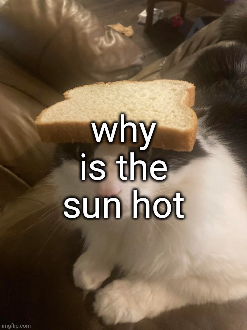 bread cat | why is the sun hot | image tagged in bread cat | made w/ Imgflip meme maker