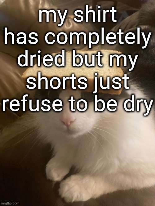 bread cat | my shirt has completely dried but my shorts just refuse to be dry | image tagged in bread cat | made w/ Imgflip meme maker