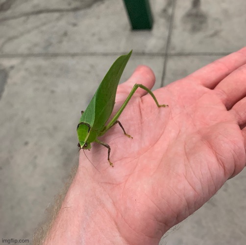 Katydid | made w/ Imgflip meme maker