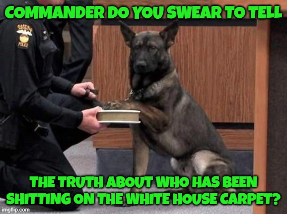 Bidens Dog Commander and his testimony | COMMANDER DO YOU SWEAR TO TELL; THE TRUTH ABOUT WHO HAS BEEN SHITTING ON THE WHITE HOUSE CARPET? | image tagged in german shepherd,dogs,fjb,biden,maga,make america great again | made w/ Imgflip meme maker