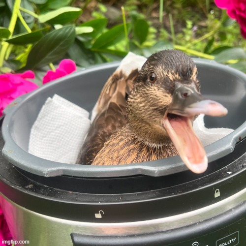 image tagged in ducks | made w/ Imgflip meme maker