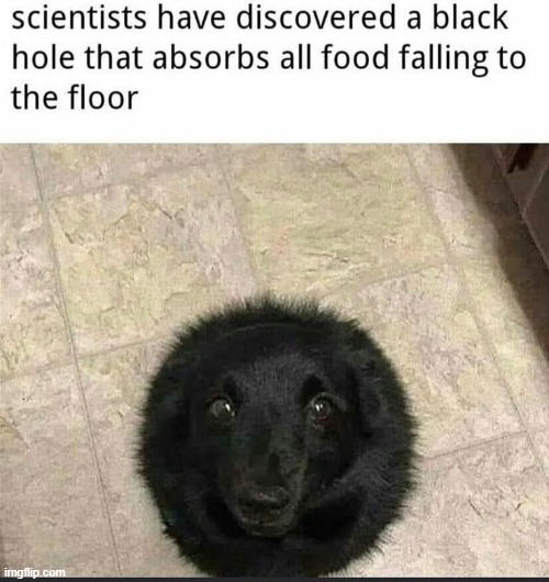 Black Hole Dog | image tagged in black hole dog,funny | made w/ Imgflip meme maker