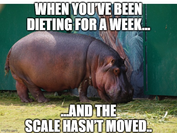 Hippo | WHEN YOU’VE BEEN DIETING FOR A WEEK... ...AND THE SCALE HASN’T MOVED.. | image tagged in animal meme | made w/ Imgflip meme maker