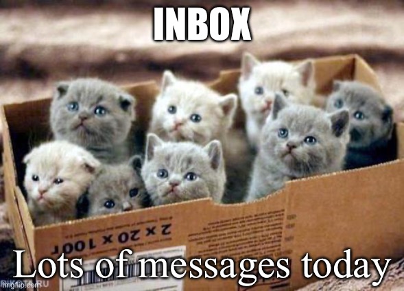 Inbox | INBOX; Lots of messages today | image tagged in box of cats | made w/ Imgflip meme maker
