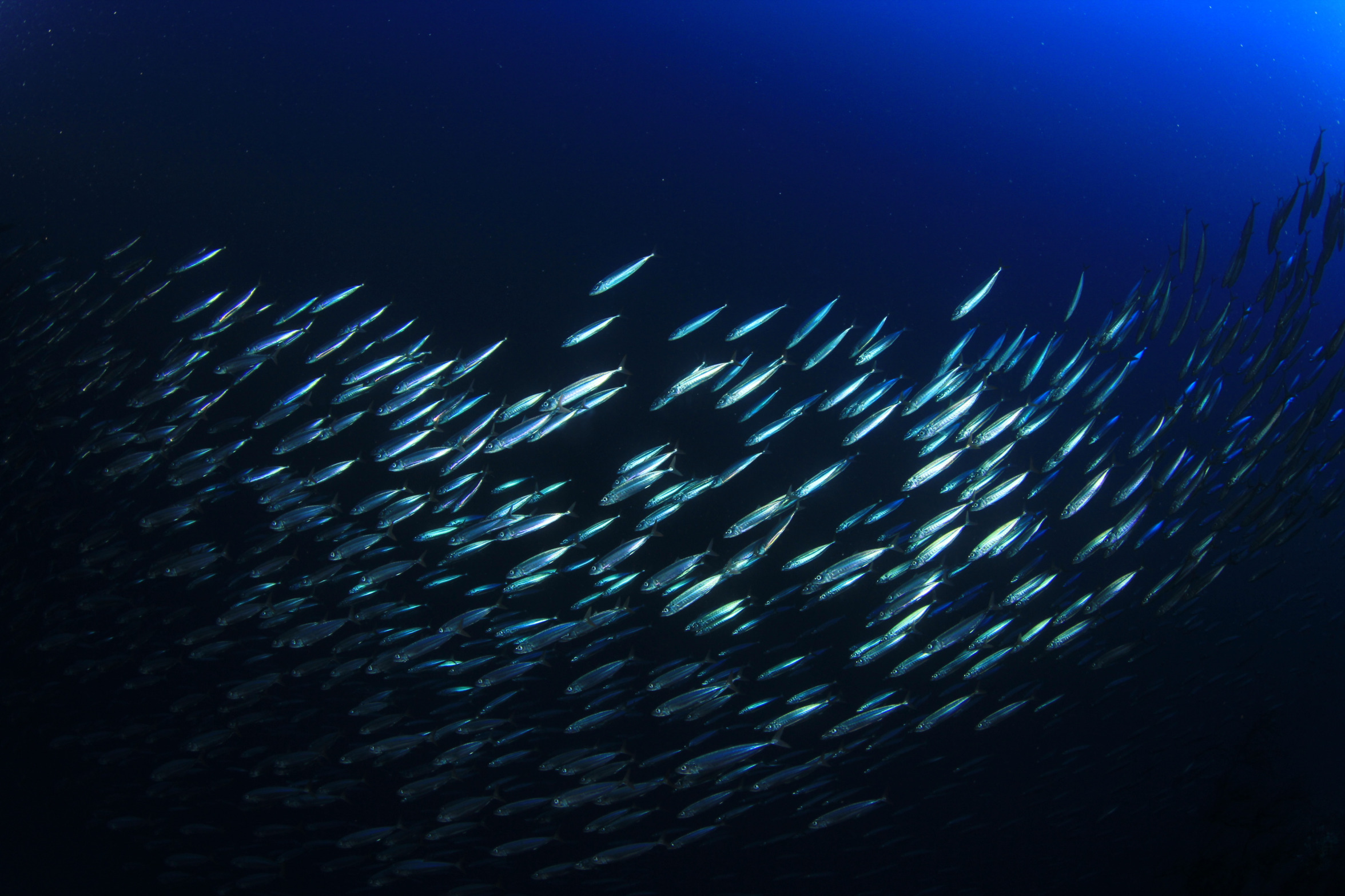 Shutterstock Image #4 Blank Meme Template