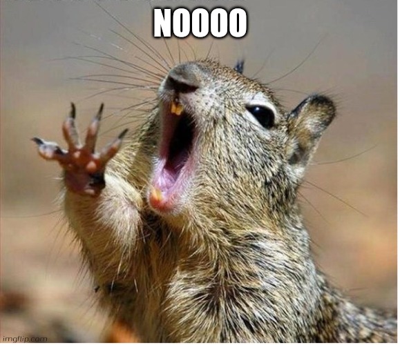 Squirrel Screaming | NOOOO | image tagged in squirrel screaming | made w/ Imgflip meme maker