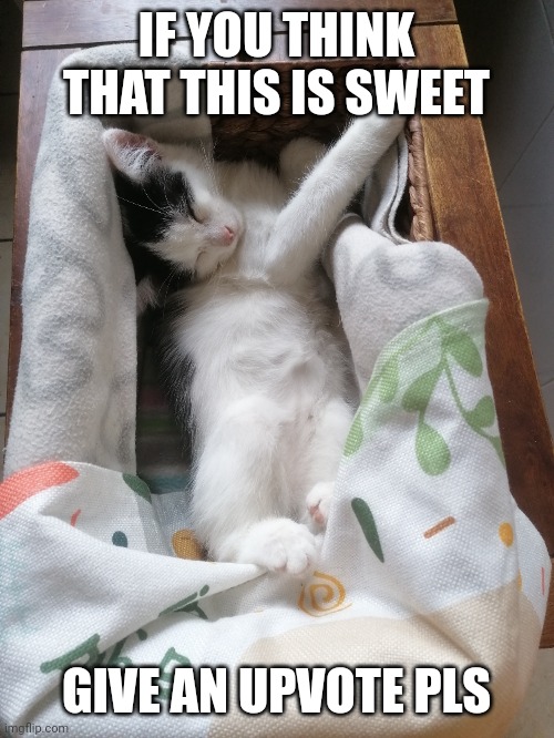 sweet Fryccat | IF YOU THINK THAT THIS IS SWEET; GIVE AN UPVOTE PLS | image tagged in cute cat,cats,cat,pillow,bed,cutie | made w/ Imgflip meme maker
