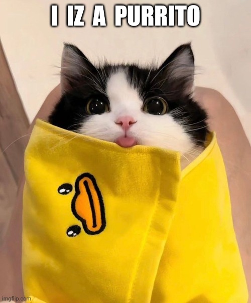SILLY KITTY | I  IZ  A  PURRITO | image tagged in cats,funny cats | made w/ Imgflip meme maker