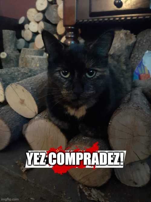 Comrade kittenz | YEZ COMPRADEZ! | image tagged in cats,cat | made w/ Imgflip meme maker