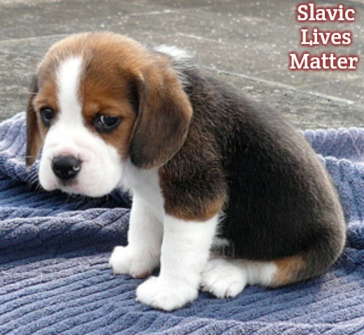 sad dog | Slavic Lives Matter | image tagged in sad dog,slavic | made w/ Imgflip meme maker