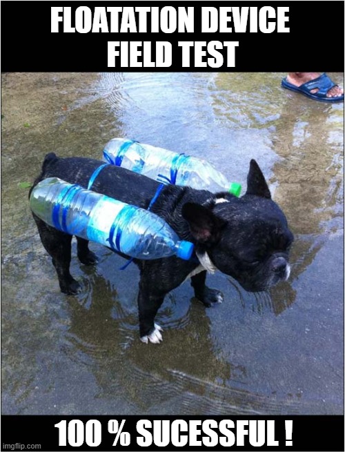 Teaching A Bulldog To Swim ! | FLOATATION DEVICE
 FIELD TEST; 100 % SUCESSFUL ! | image tagged in dogs,swimming,test | made w/ Imgflip meme maker