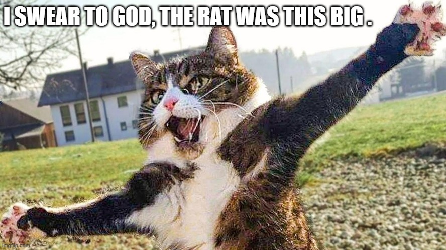 memes by Brad - cat says the rat was this big | I SWEAR TO GOD, THE RAT WAS THIS BIG . | image tagged in funny,cats,kittens,funny cat memes,humor,cute kittens | made w/ Imgflip meme maker