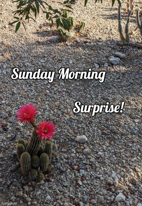 Sunday Morning Surprise | Sunday Morning; Surprise! | image tagged in hedgehog cactus | made w/ Imgflip meme maker