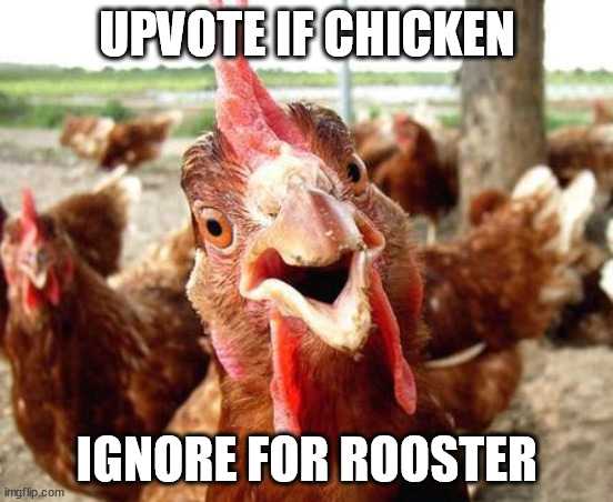 this stream is a point farm, might as well | UPVOTE IF CHICKEN; IGNORE FOR ROOSTER | image tagged in chicken | made w/ Imgflip meme maker
