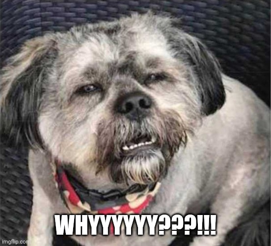 Whyyyy???!!! | WHYYYYYY???!!! | image tagged in confused dog | made w/ Imgflip meme maker