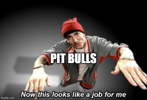Now this looks like a job for me | PIT BULLS | image tagged in now this looks like a job for me | made w/ Imgflip meme maker