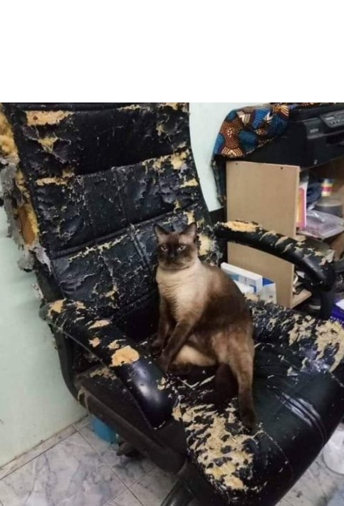 Cat on her throne Blank Meme Template