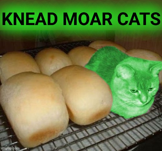 Loaf RayCat | KNEAD MOAR CATS | image tagged in loaf raycat | made w/ Imgflip meme maker