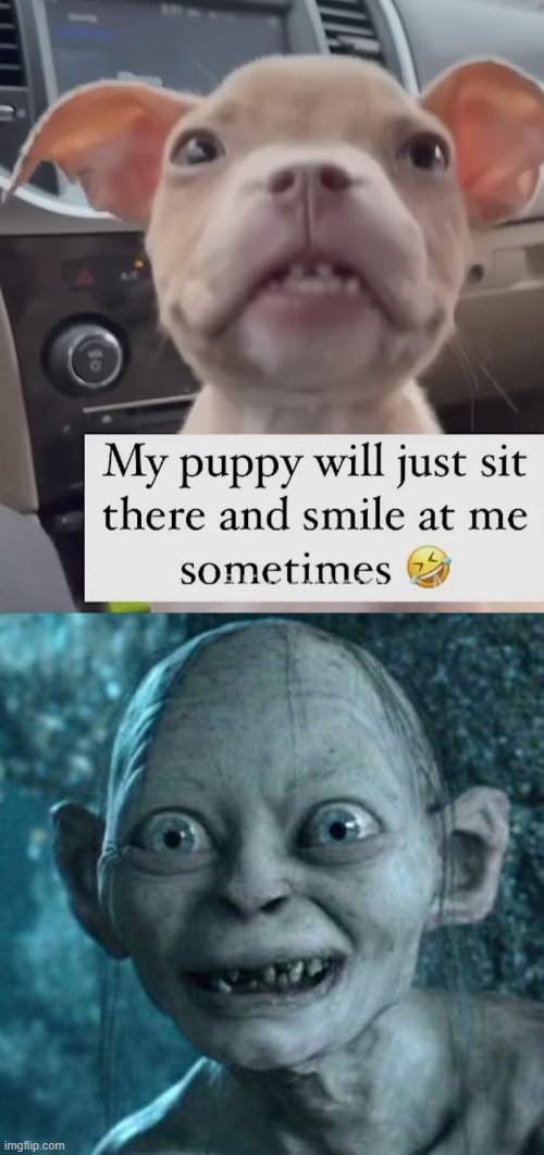 image tagged in memes,gollum | made w/ Imgflip meme maker