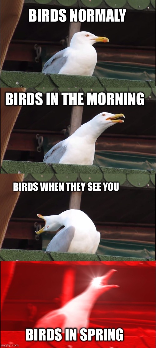Inhaling Seagull | BIRDS NORMALY; BIRDS IN THE MORNING; BIRDS WHEN THEY SEE YOU; BIRDS IN SPRING | image tagged in memes,inhaling seagull | made w/ Imgflip meme maker
