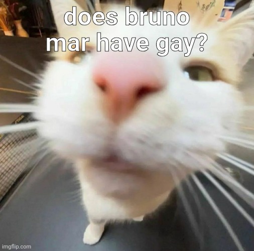 blehh cat | does bruno mar have gay? | image tagged in blehh cat | made w/ Imgflip meme maker