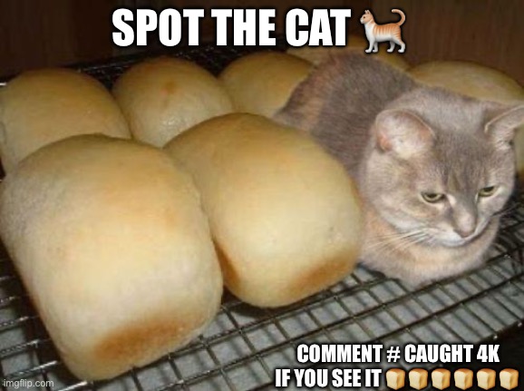 cat loaf | SPOT THE CAT 🐈; COMMENT # CAUGHT 4K IF YOU SEE IT 🍞🍞🍞🍞🍞🍞 | image tagged in cat loaf | made w/ Imgflip meme maker
