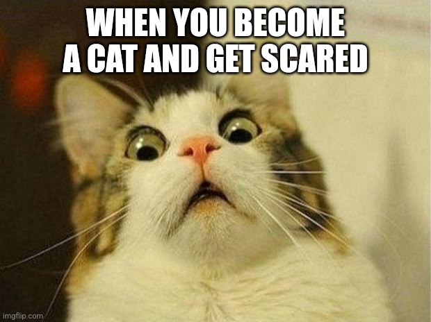 Scared Cat Meme | WHEN YOU BECOME A CAT AND GET SCARED | image tagged in memes,scared cat | made w/ Imgflip meme maker