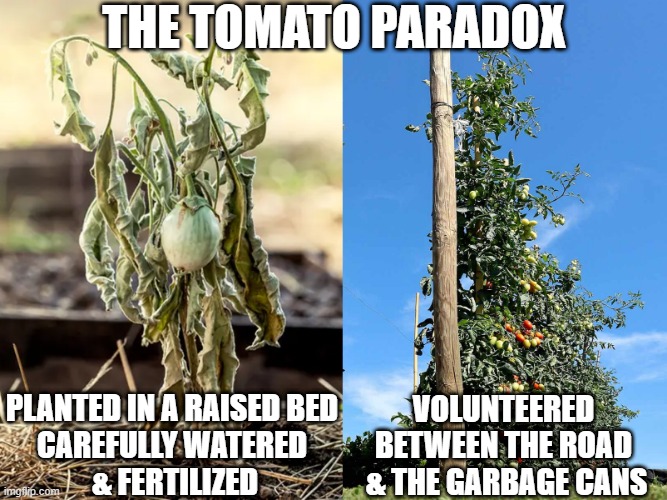 The Tomato Paradox | THE TOMATO PARADOX; PLANTED IN A RAISED BED
CAREFULLY WATERED
 & FERTILIZED; VOLUNTEERED 
BETWEEN THE ROAD 
& THE GARBAGE CANS | image tagged in tomato,tomatoes,gardening,vegetable gardening,garden | made w/ Imgflip meme maker