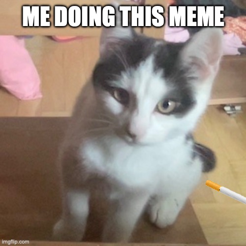 Fryccat doing meme | ME DOING THIS MEME | image tagged in cat,computer,cats,funny memes,cute cat,cat memes | made w/ Imgflip meme maker