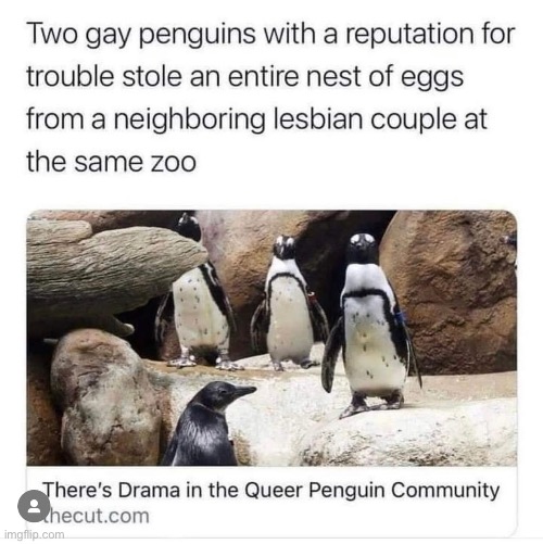 Penguin love | image tagged in penguins,lgbtq | made w/ Imgflip meme maker