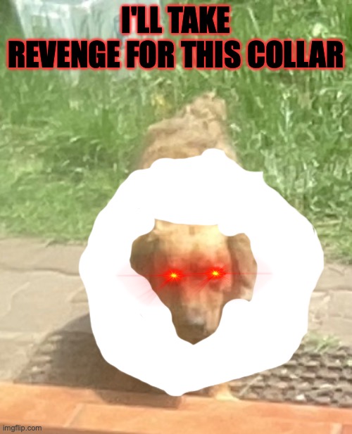 the worst collar of all | I'LL TAKE REVENGE FOR THIS COLLAR | image tagged in dog,dogs,revenge,angry dog,memes,funny | made w/ Imgflip meme maker