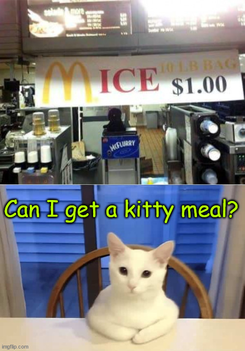 Now serving kitty meals | Can I get a kitty meal? | image tagged in cats,kitty meal | made w/ Imgflip meme maker