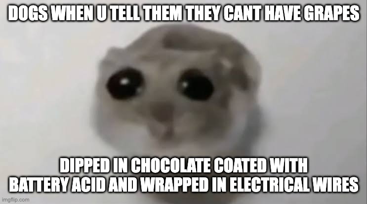 Sad Hamster | DOGS WHEN U TELL THEM THEY CANT HAVE GRAPES; DIPPED IN CHOCOLATE COATED WITH BATTERY ACID AND WRAPPED IN ELECTRICAL WIRES | image tagged in sad hamster | made w/ Imgflip meme maker