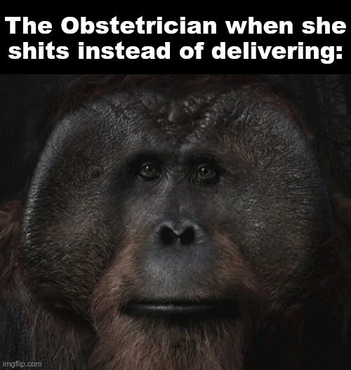 this is not an infant | The Obstetrician when she shits instead of delivering: | image tagged in maurice stare,memes,funny,gifs | made w/ Imgflip meme maker