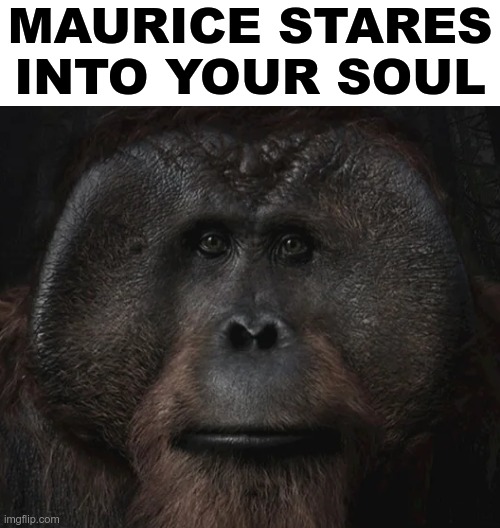 maurice stare | MAURICE STARES INTO YOUR SOUL | image tagged in maurice stare | made w/ Imgflip meme maker