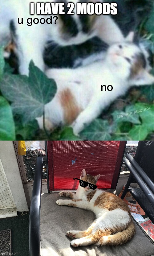 Fr | I HAVE 2 MOODS | image tagged in u good no,a cat of the gods,mood | made w/ Imgflip meme maker