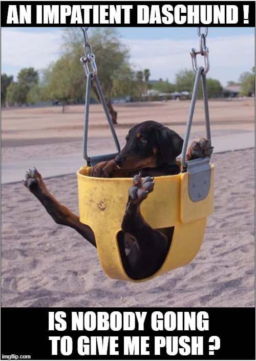 A Fun Day In The Park ! | AN IMPATIENT DASCHUND ! IS NOBODY GOING
   TO GIVE ME PUSH ? | image tagged in dogs,daschund,swng,push | made w/ Imgflip meme maker