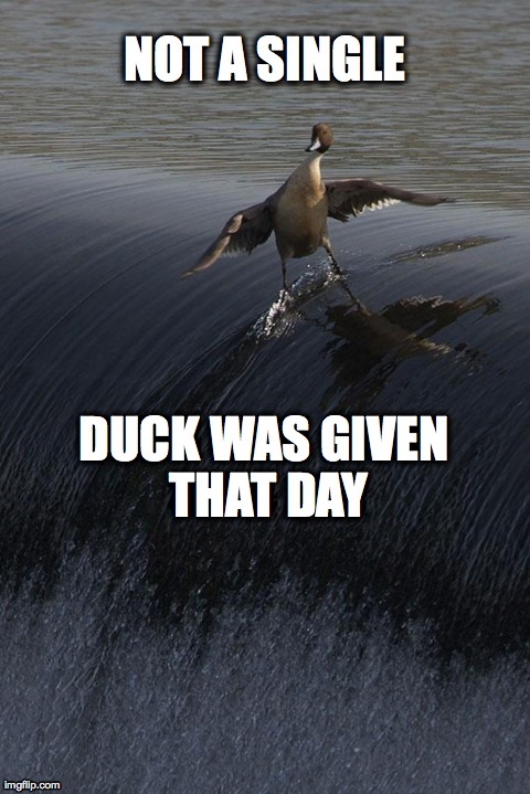 Duck Surf | NOT A SINGLE DUCK WAS GIVEN THAT DAY | image tagged in ducks,memes,funny,animals,first world problems | made w/ Imgflip meme maker