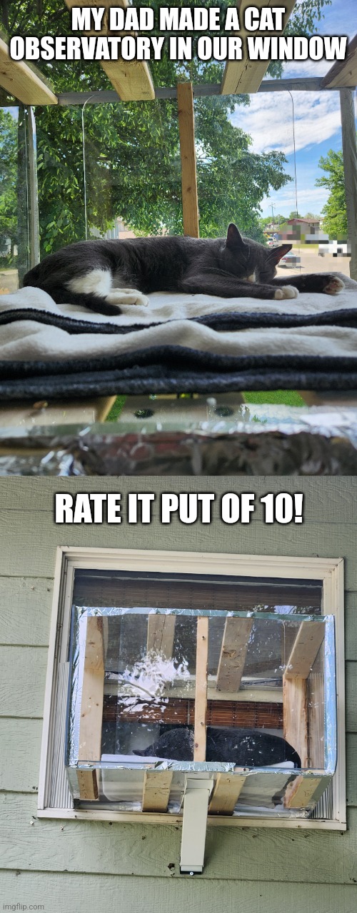 Cat condo | MY DAD MADE A CAT OBSERVATORY IN OUR WINDOW; RATE IT PUT OF 10! | image tagged in cute,cats,funny | made w/ Imgflip meme maker