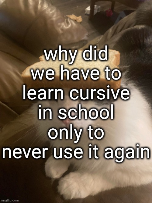 bread cat | why did we have to learn cursive in school only to never use it again | image tagged in bread cat | made w/ Imgflip meme maker