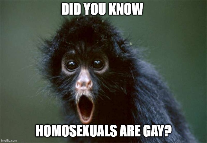 more you know | DID YOU KNOW; HOMOSEXUALS ARE GAY? | image tagged in holy crap monkey | made w/ Imgflip meme maker