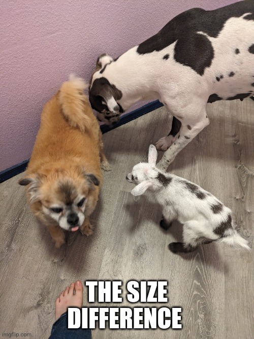 The size difference | THE SIZE DIFFERENCE | image tagged in help,goats,msmg | made w/ Imgflip meme maker