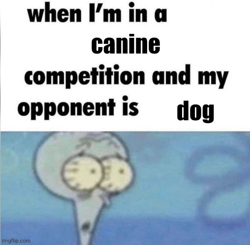 whe i'm in a competition and my opponent is | canine; dog | image tagged in whe i'm in a competition and my opponent is | made w/ Imgflip meme maker