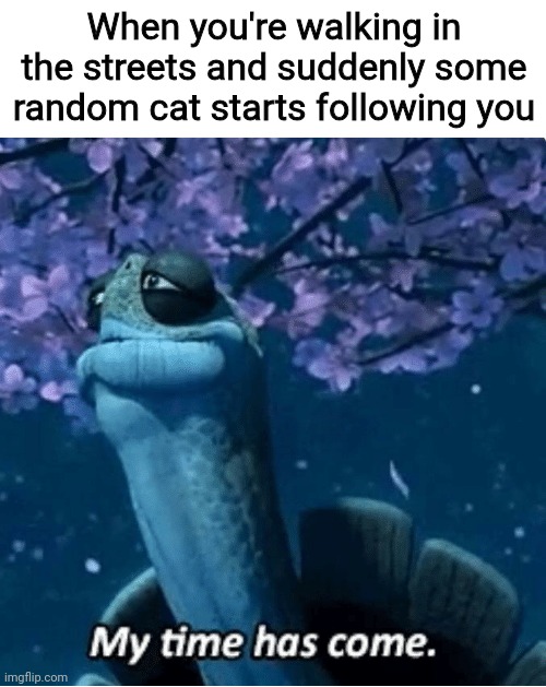 You had a good life | When you're walking in the streets and suddenly some random cat starts following you | image tagged in my time has come,master oogway,oscar the cat,kung fu panda | made w/ Imgflip meme maker